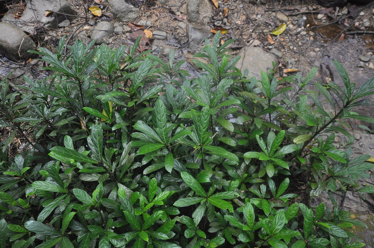 Image of genus Clerodendrum specimen.