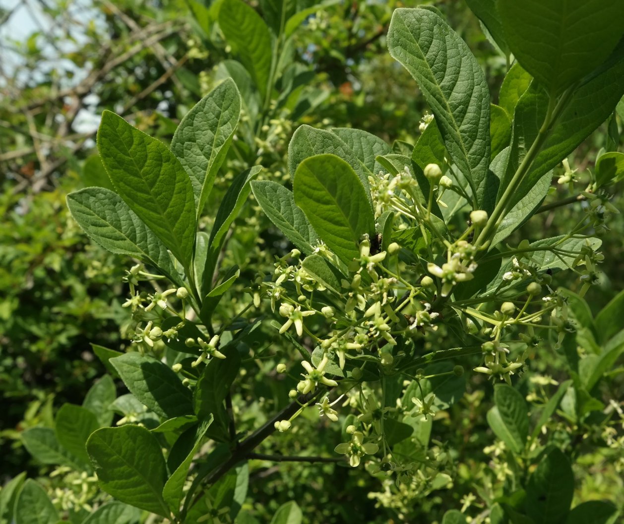 Image of Euonymus czernjaevii specimen.