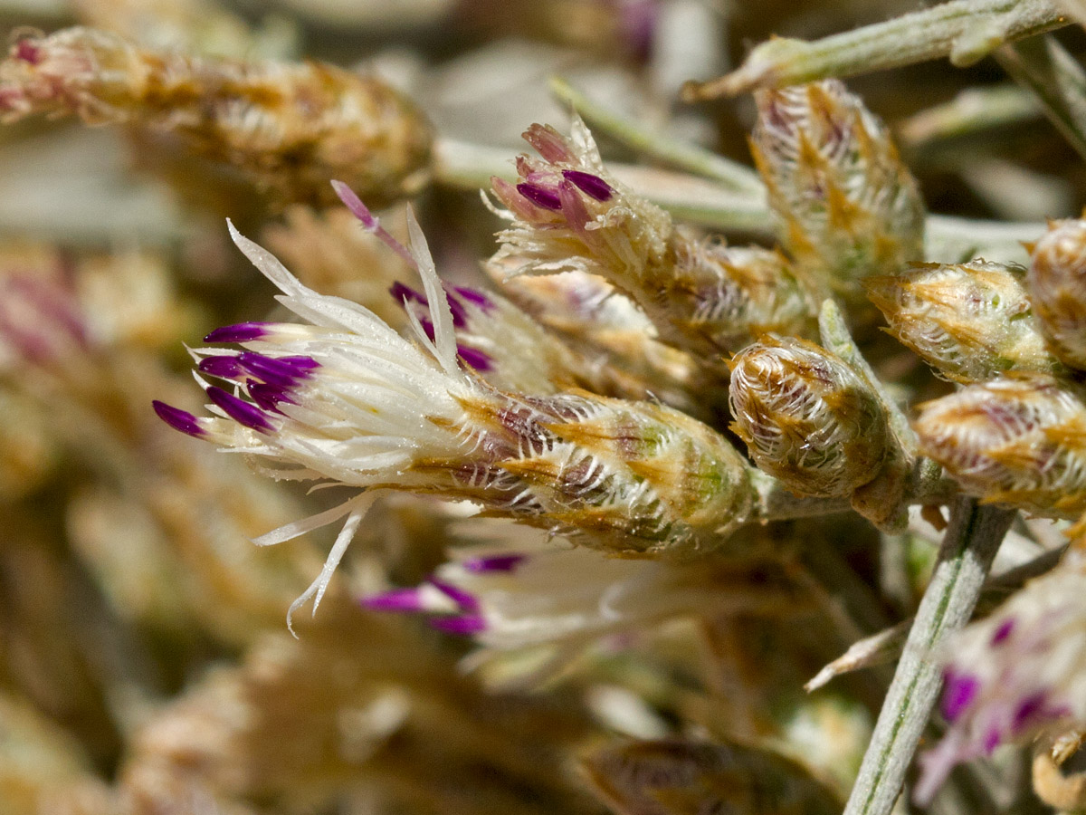 Изображение особи Centaurea spinosa.