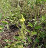 Pedicularis kaufmannii