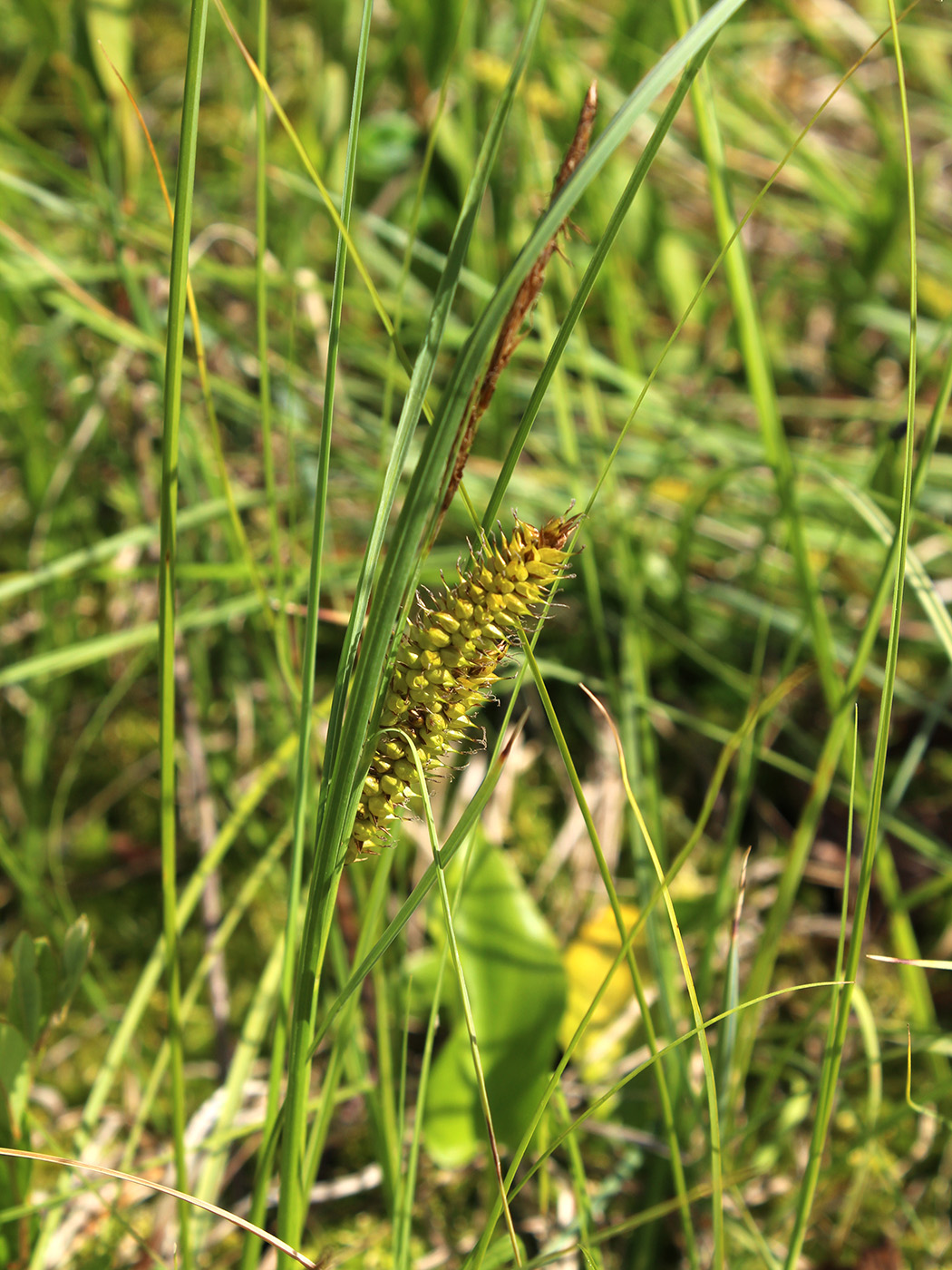 Изображение особи Carex rostrata.