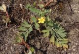 Potentilla orientalis