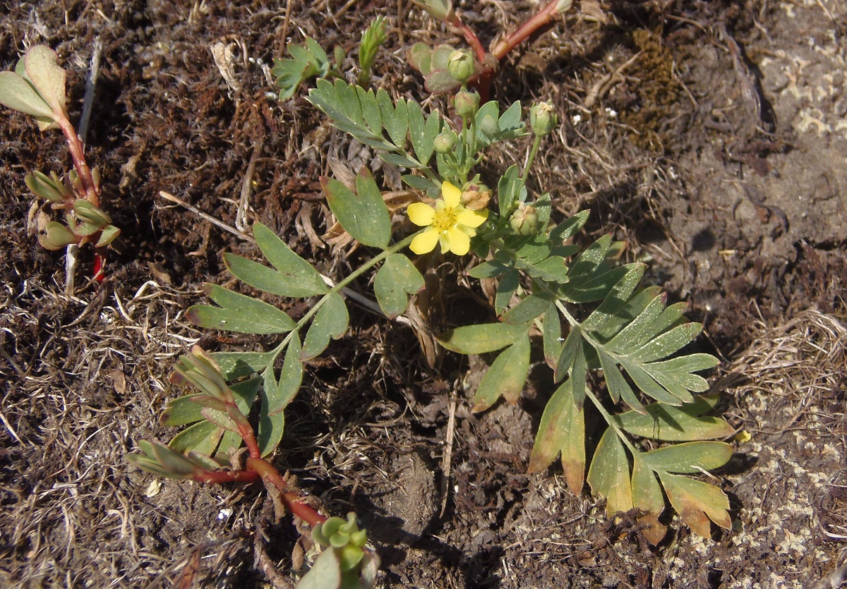 Image of Potentilla orientalis specimen.