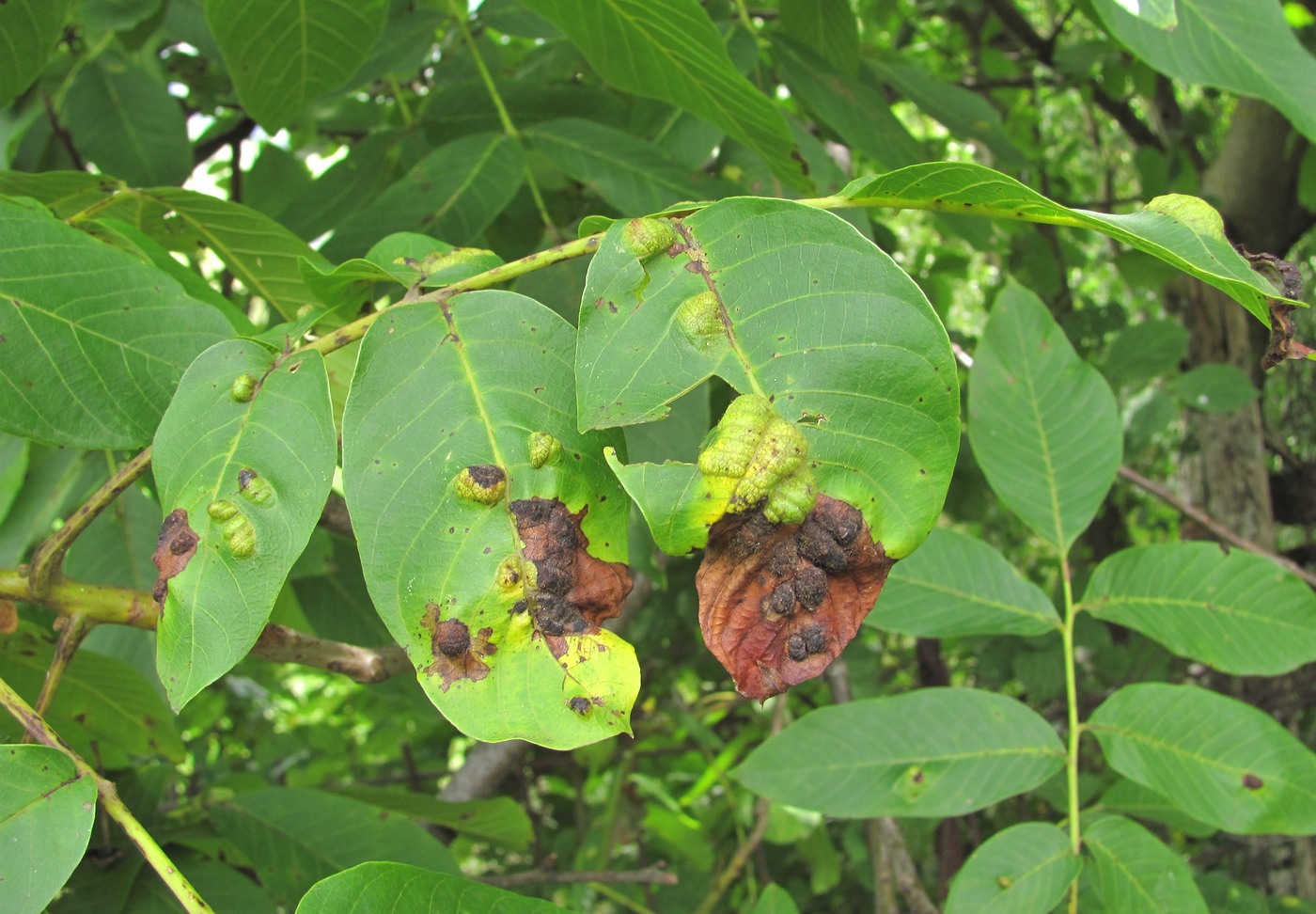 Image of Juglans regia specimen.