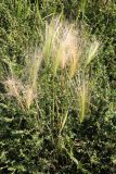 Hordeum jubatum