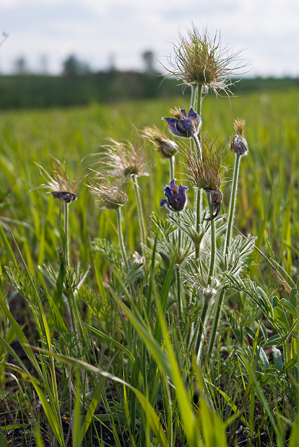 Image of Pulsatilla turczaninovii specimen.