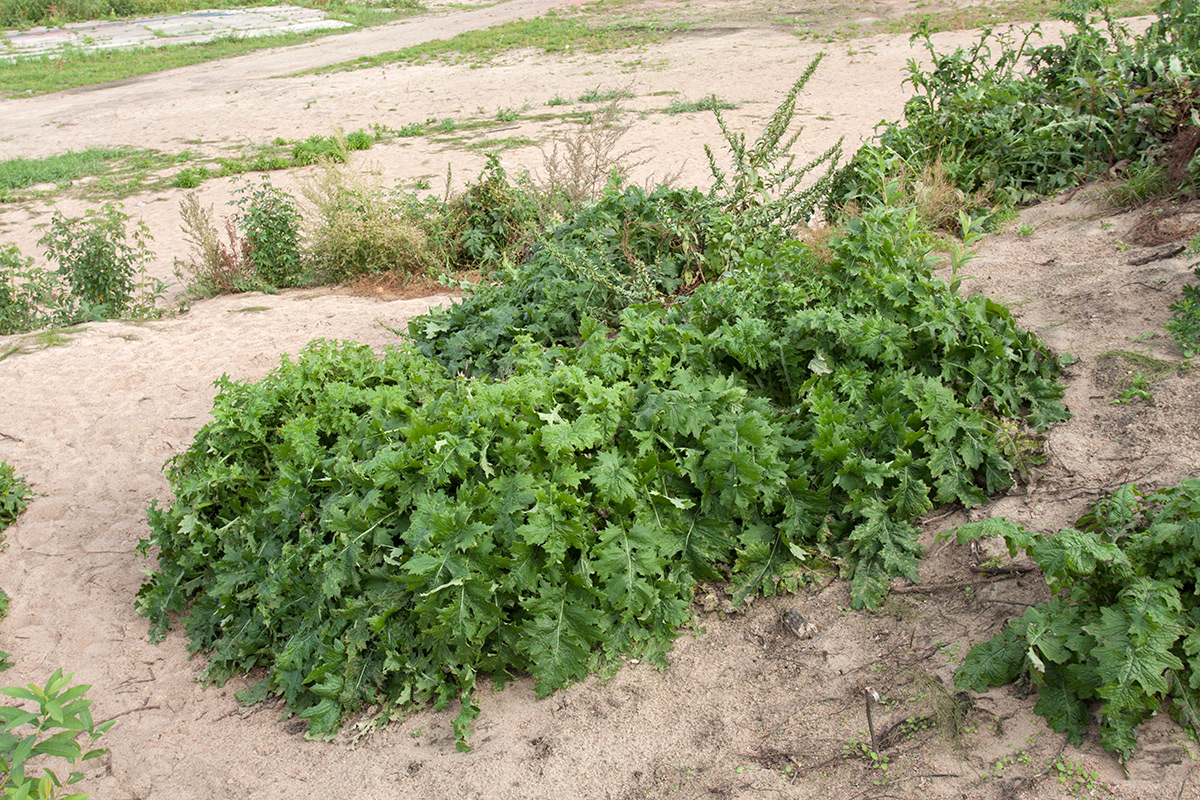 Изображение особи Carduus crispus.