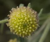 Artemisia macrocephala