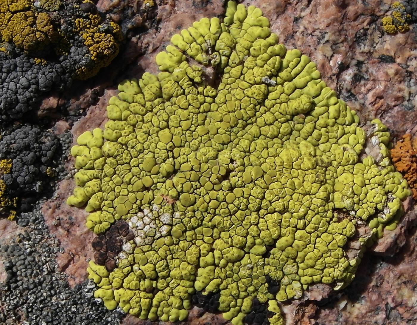 Image of Pleopsidium flavum specimen.