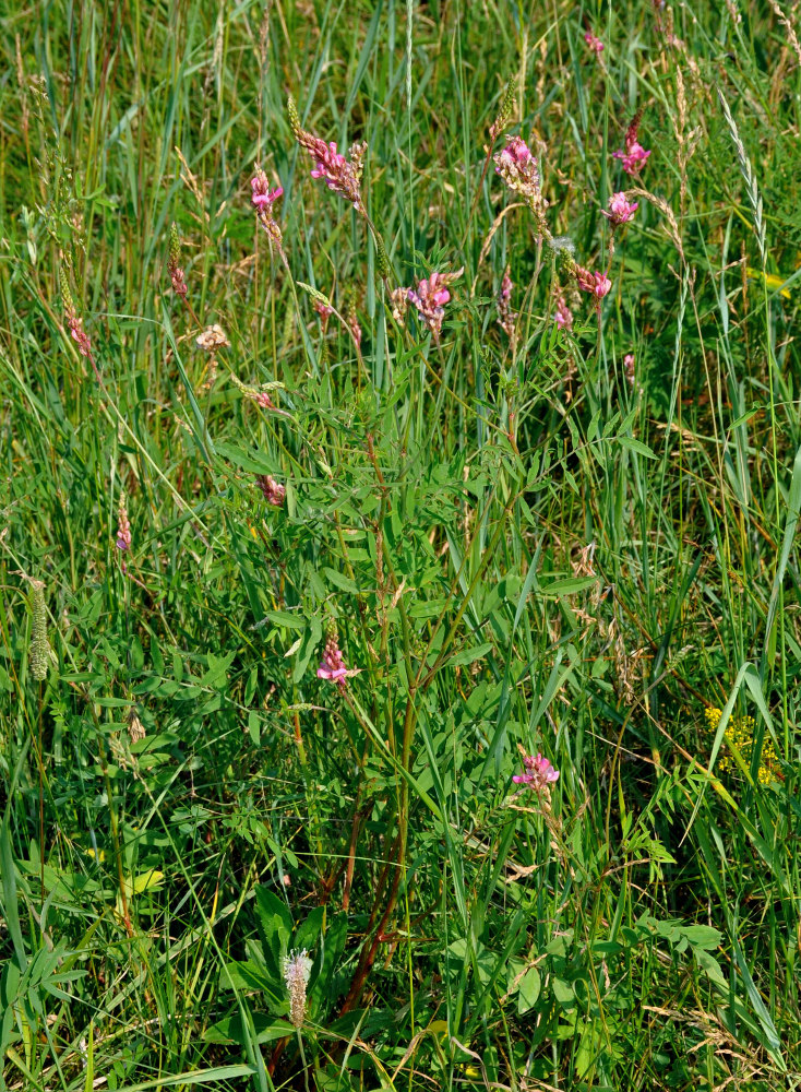 Image of Onobrychis sibirica specimen.