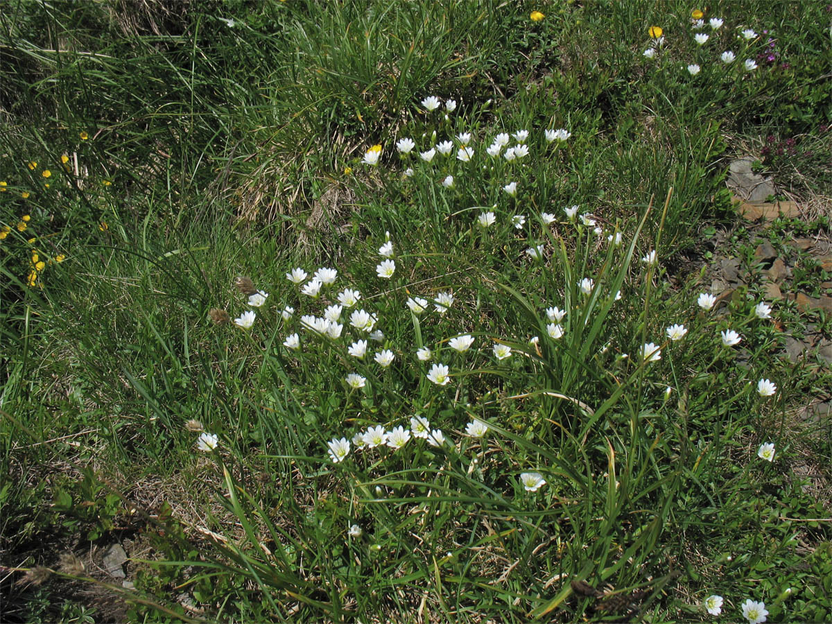 Image of Cerastium eriophorum specimen.