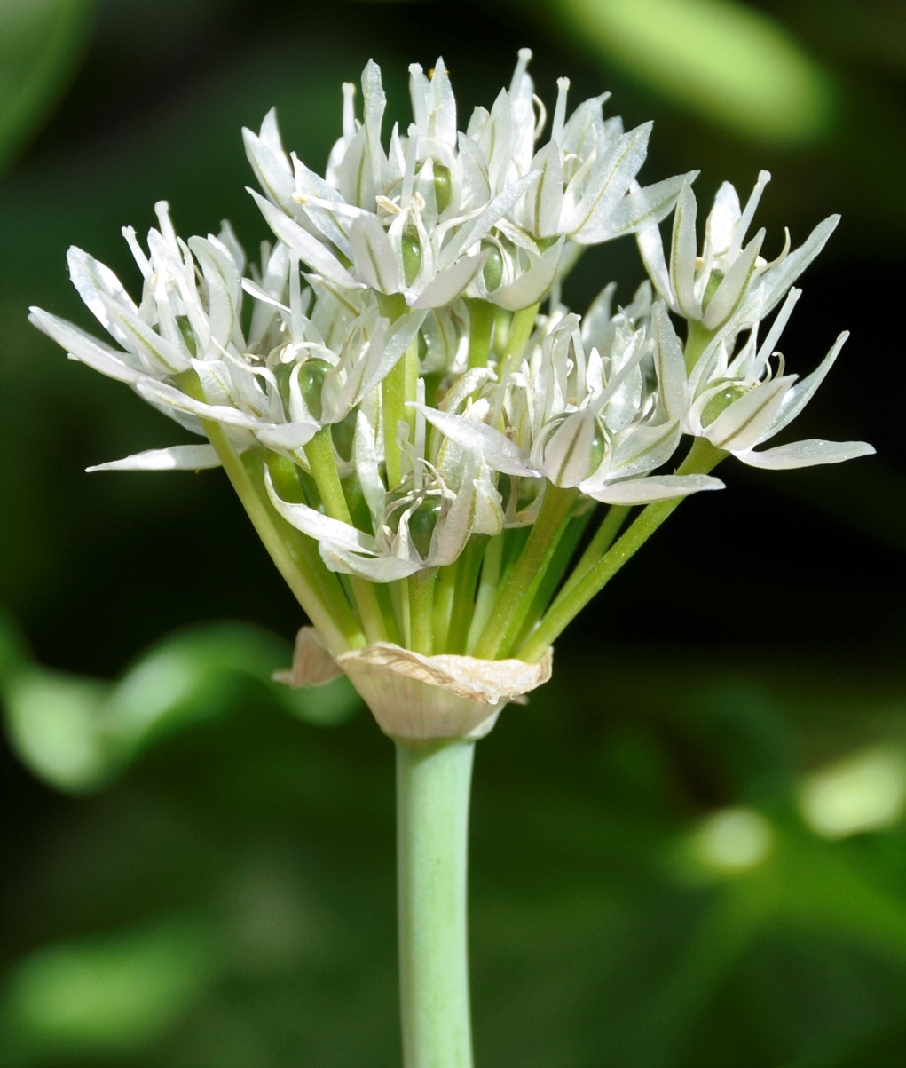 Image of Allium israeliticum specimen.