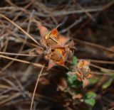 Cistus salviifolius