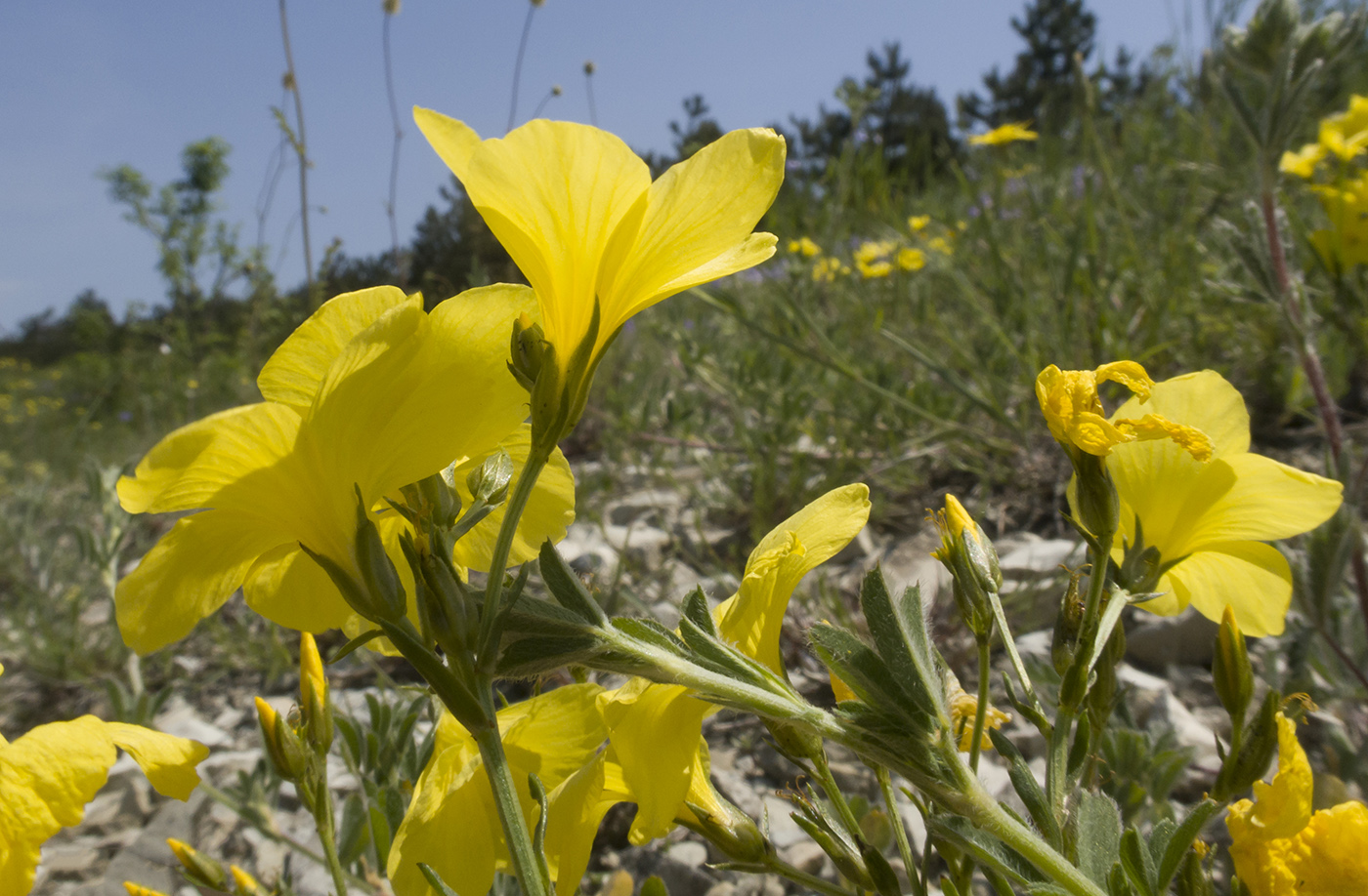 Изображение особи Linum tauricum.