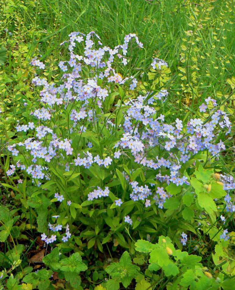 Image of Myosotis sylvatica specimen.