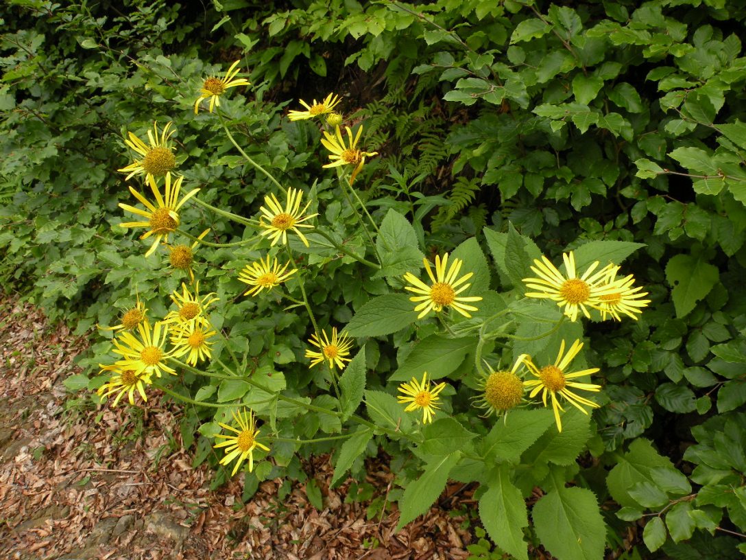 Image of Doronicum austriacum specimen.