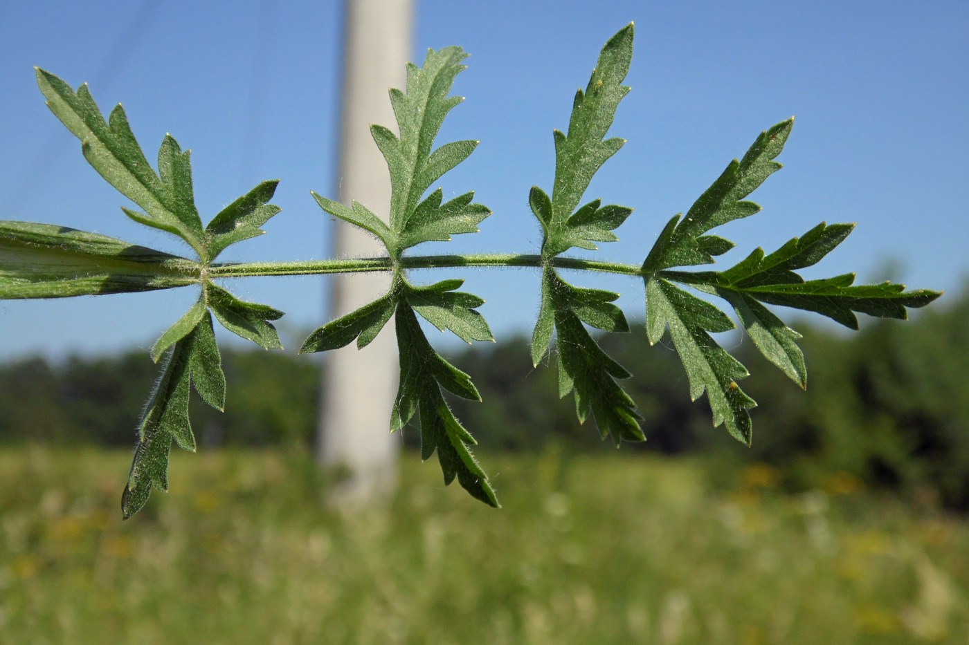 Image of Pastinaca pimpinellifolia specimen.