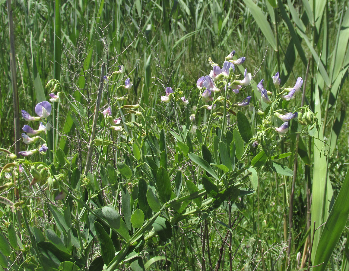 Image of Lathyrus incurvus specimen.