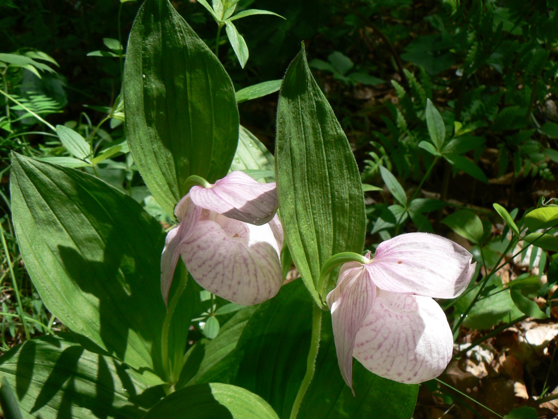 Image of Cypripedium macranthos specimen.