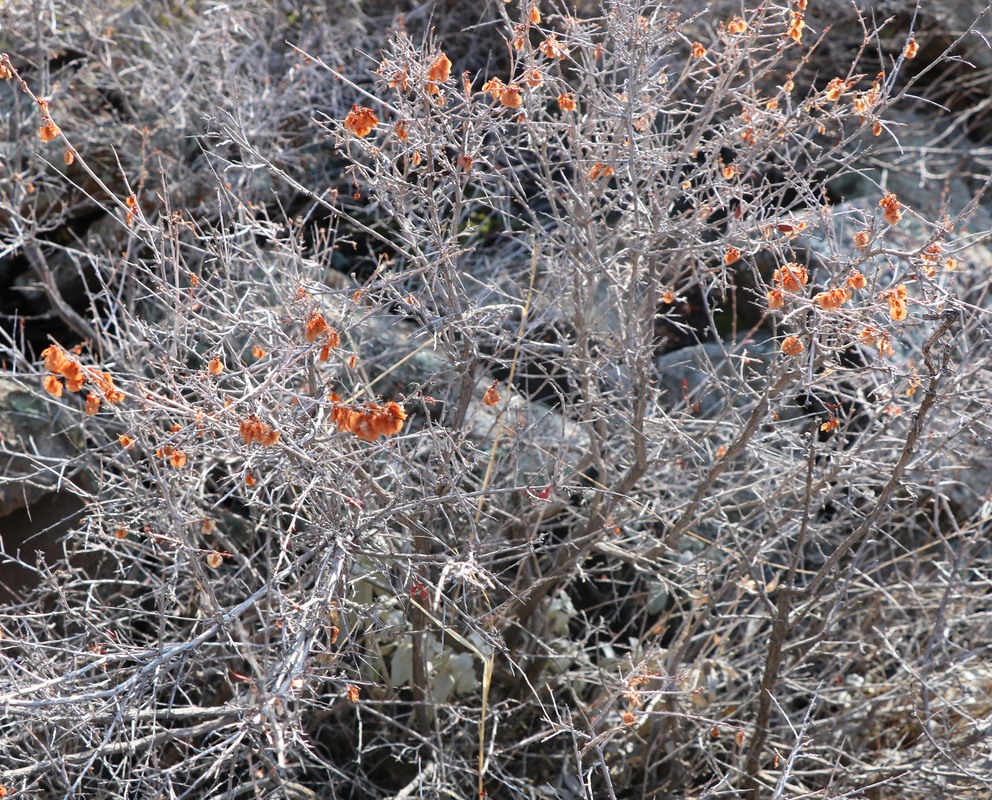 Image of Atraphaxis spinosa specimen.