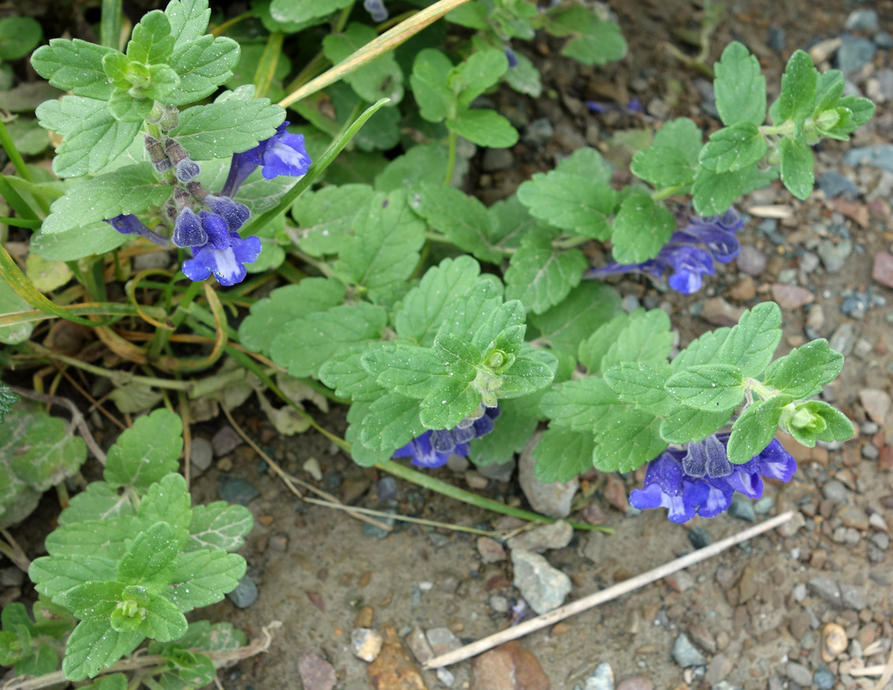 Изображение особи Scutellaria strigillosa.