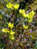 Saxifraga hirculus