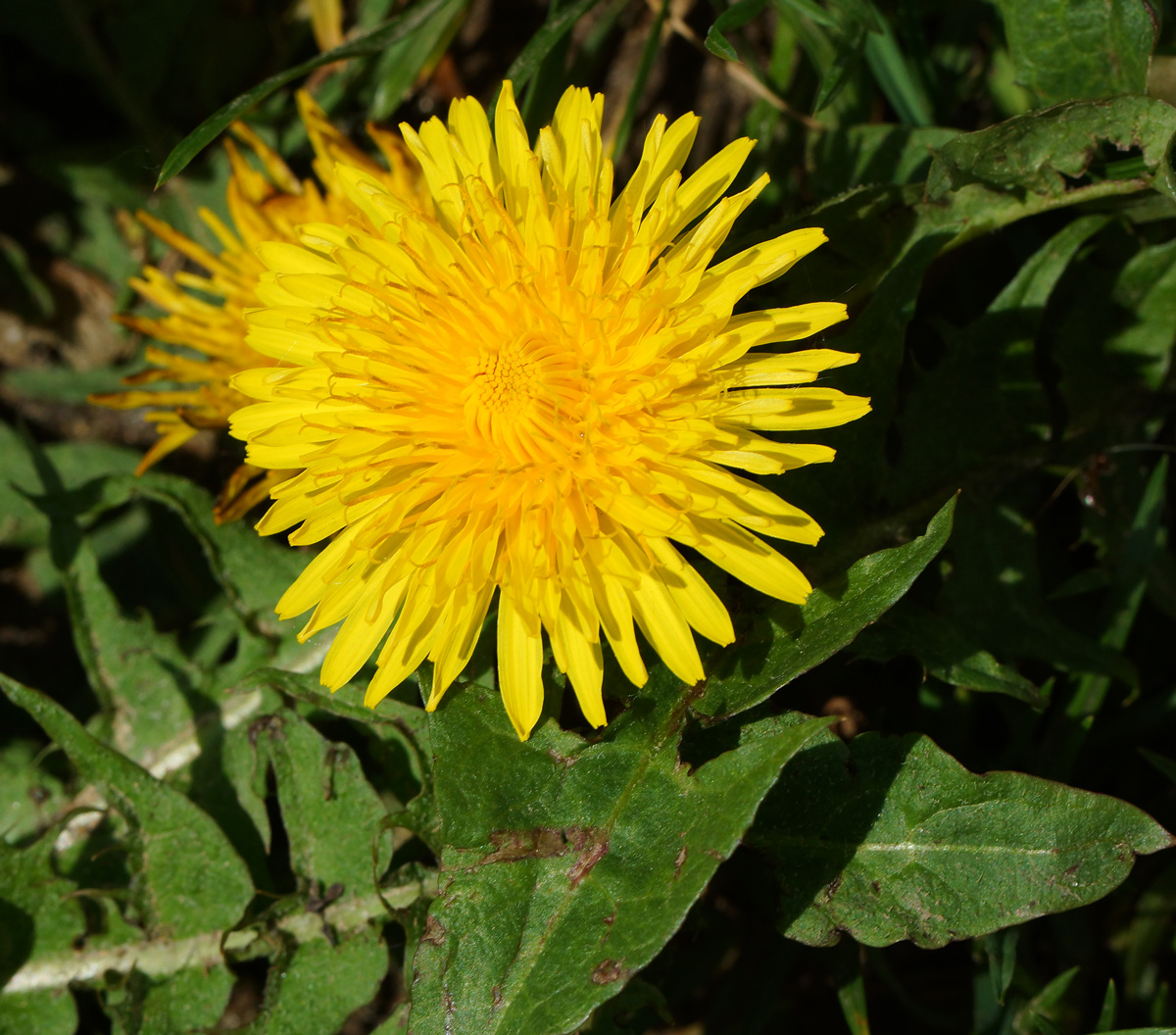 Изображение особи Taraxacum officinale.