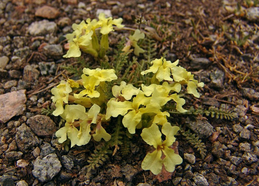 Image of Chorispora songarica specimen.