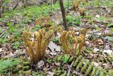 Dryopteris crassirhizoma. Группа растений с разворачивающимися вайями. Приморский край, окр. г. Владивосток, в широколиственном лесу. 08.05.2020.