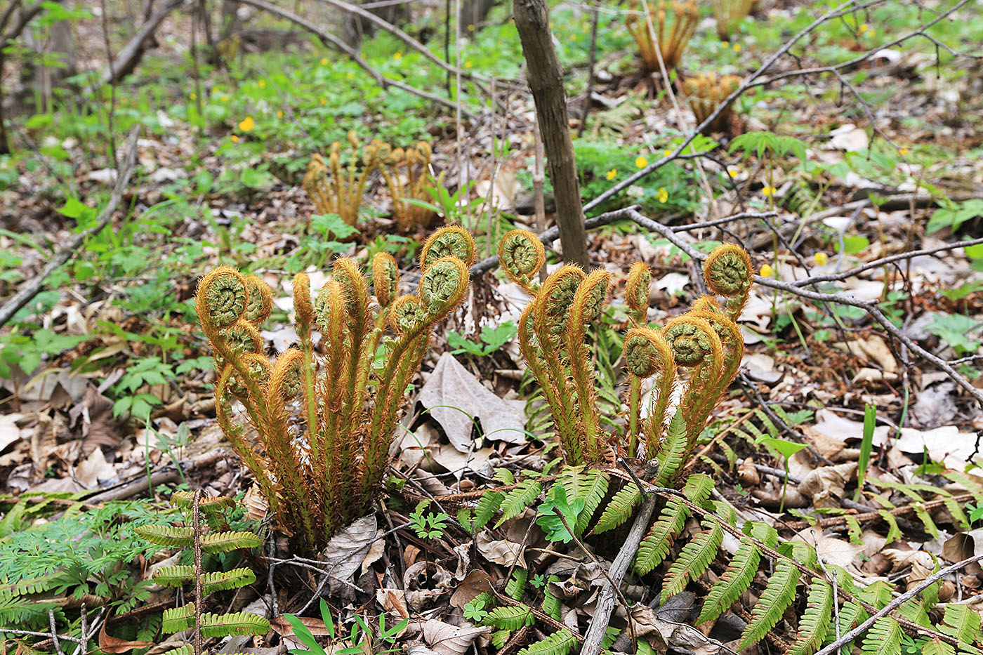 Изображение особи Dryopteris crassirhizoma.