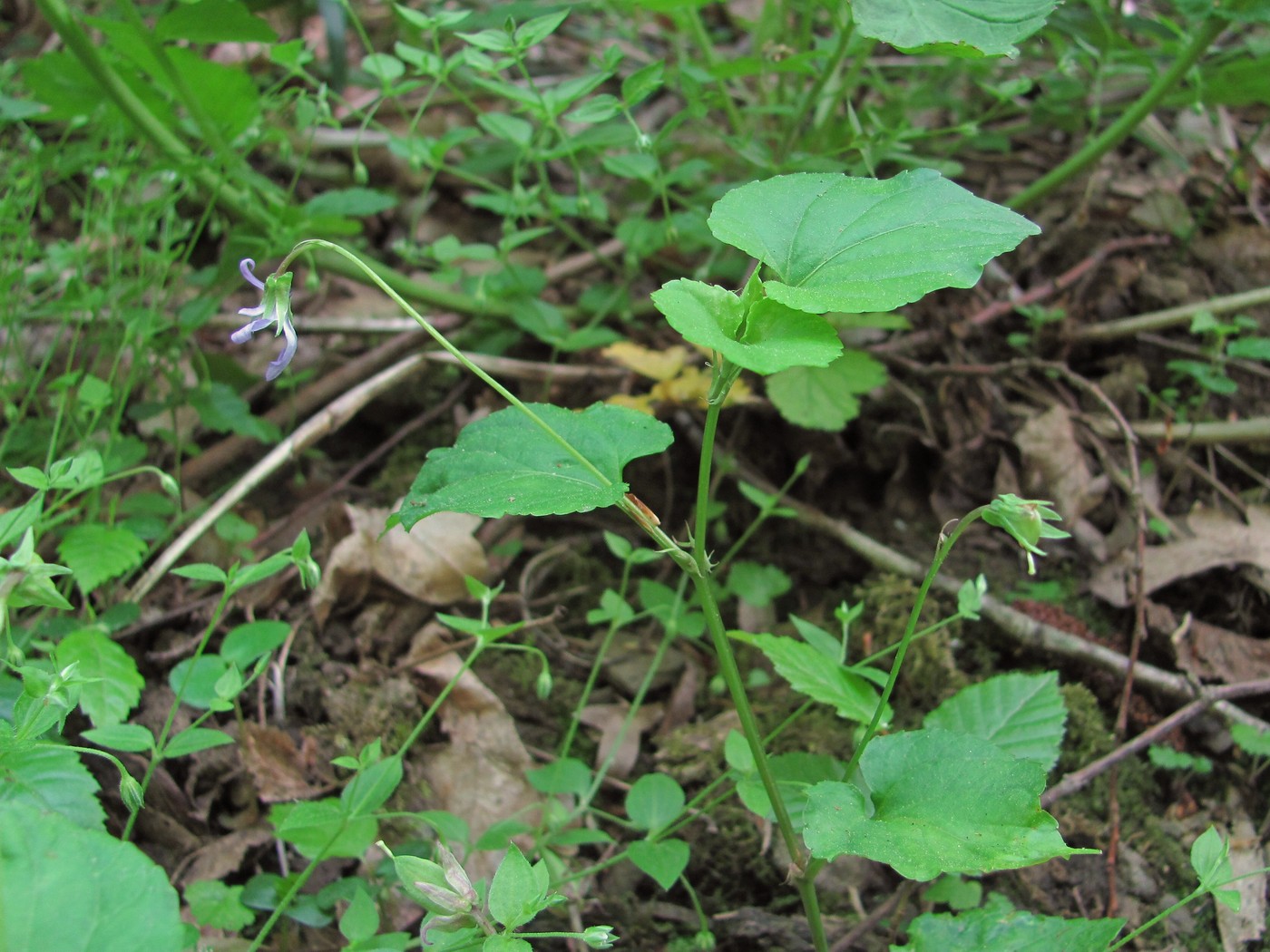 Image of Viola reichenbachiana specimen.