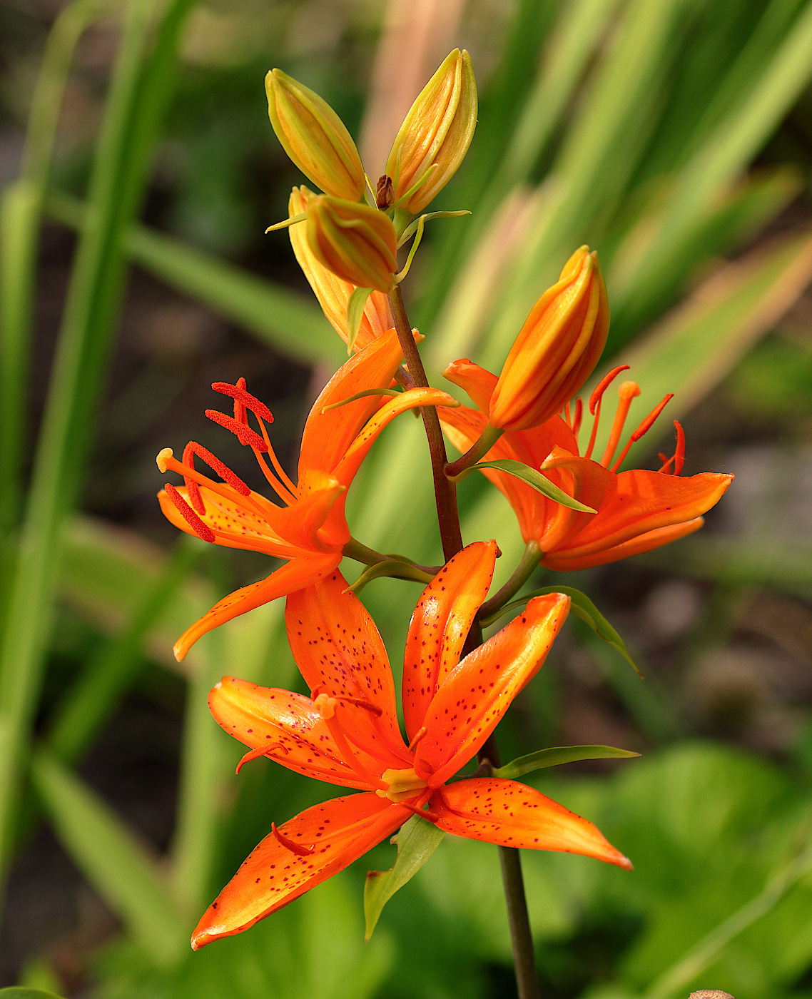 Image of Lilium tsingtauense specimen.