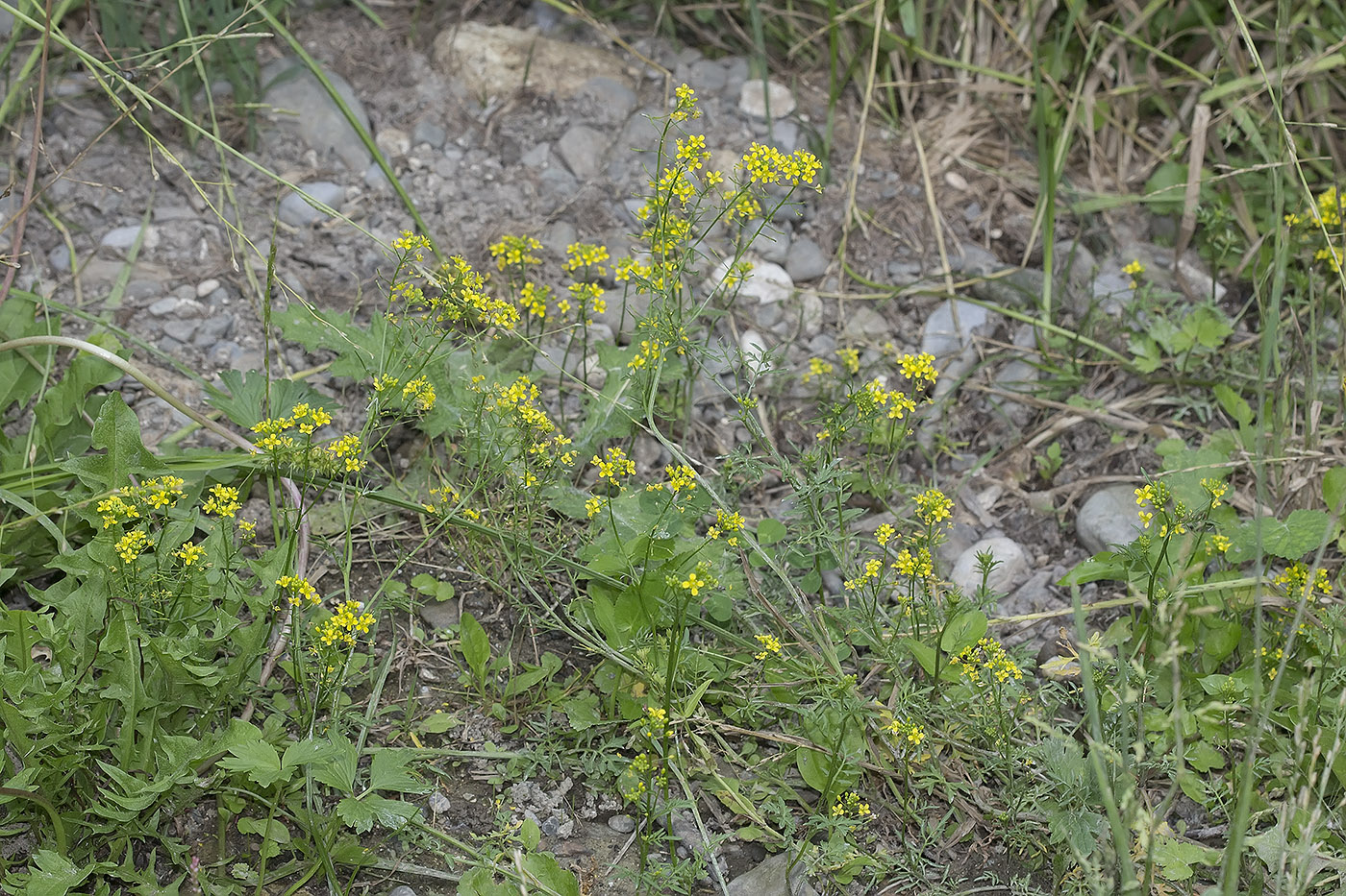 Изображение особи Rorippa sylvestris.