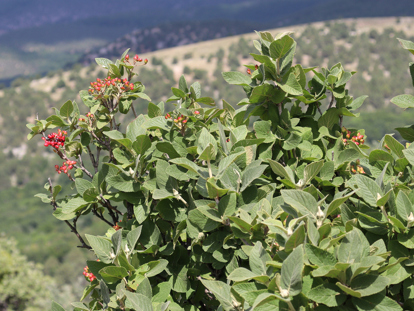 Image of Viburnum lantana specimen.