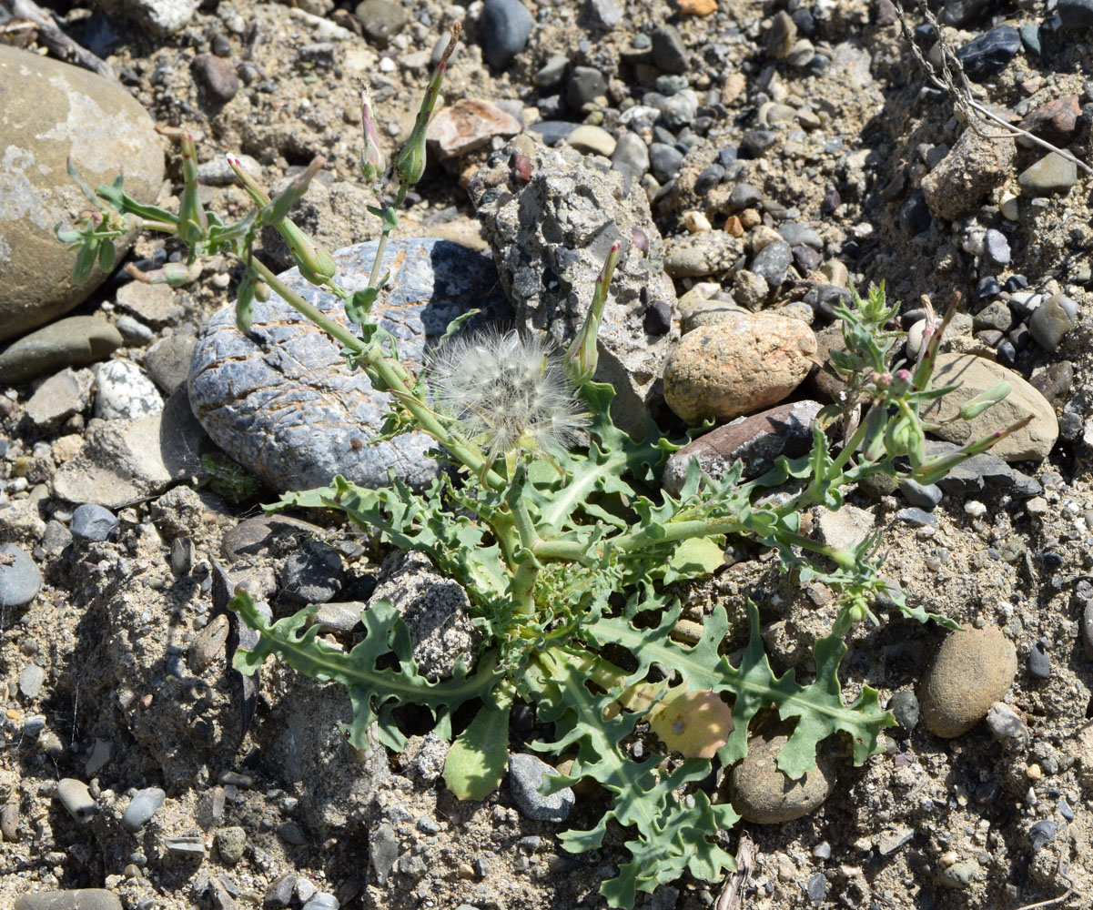 Image of Lactuca undulata specimen.