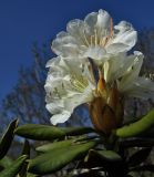Rhododendron caucasicum. Цветущая верхушка растения. Санкт-Петербург, парк Ботанического сада БИН РАН, в культуре. 10.05.2009.