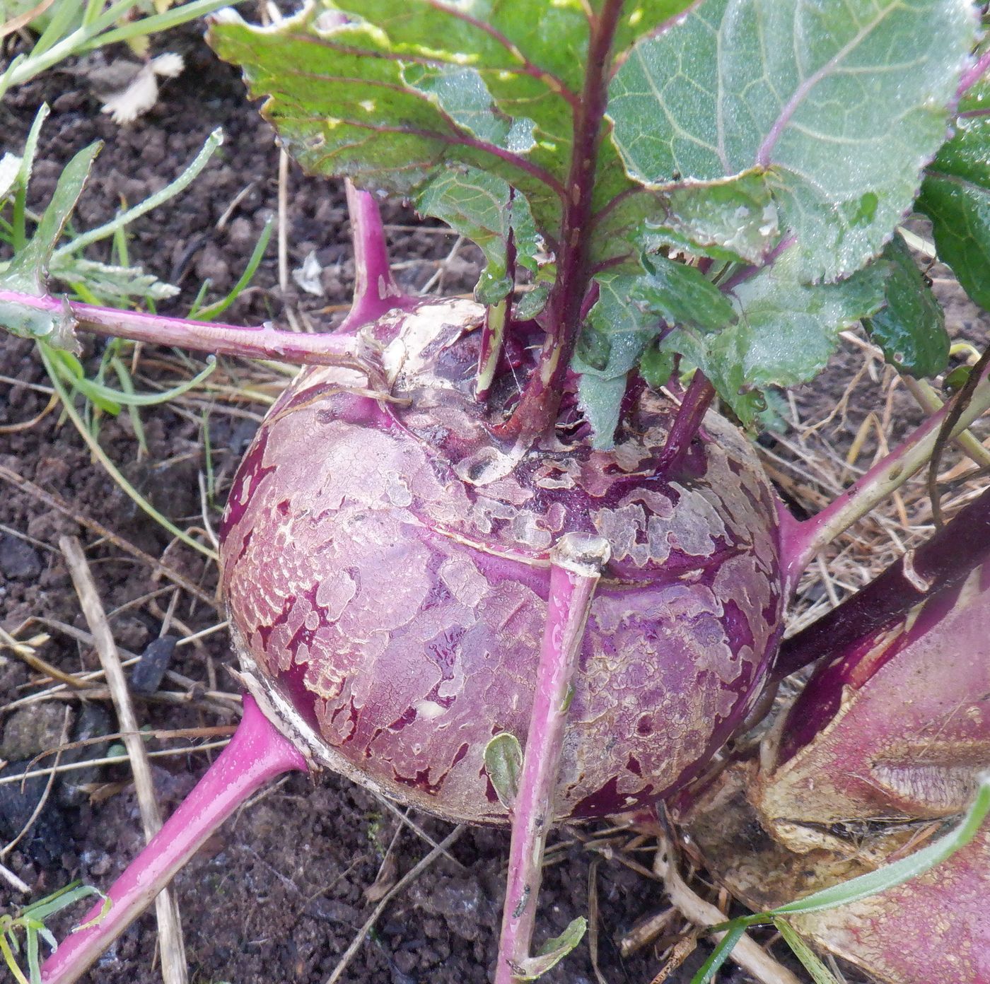 Image of Brassica oleracea var. gongylodes specimen.