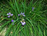 Iris unguicularis. Цветущие растения. Крым, г. Алушта, парк, в культуре. 07.01.2021.