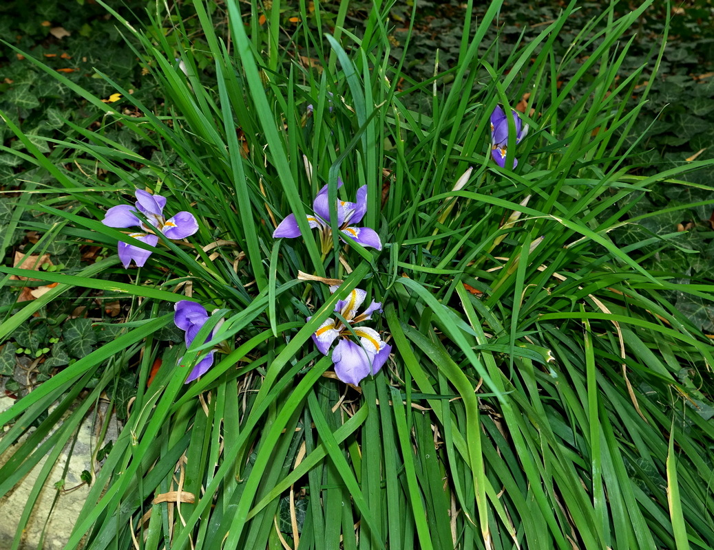 Изображение особи Iris unguicularis.