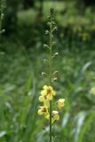 Verbascum blattaria. Верхушка соцветия. Узбекистан, г. Ташкент, 23.05.2010.