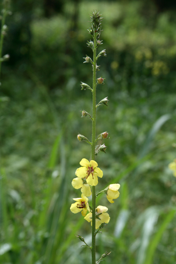 Image of Verbascum blattaria specimen.