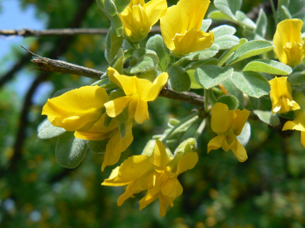 Image of Caragana arborescens specimen.