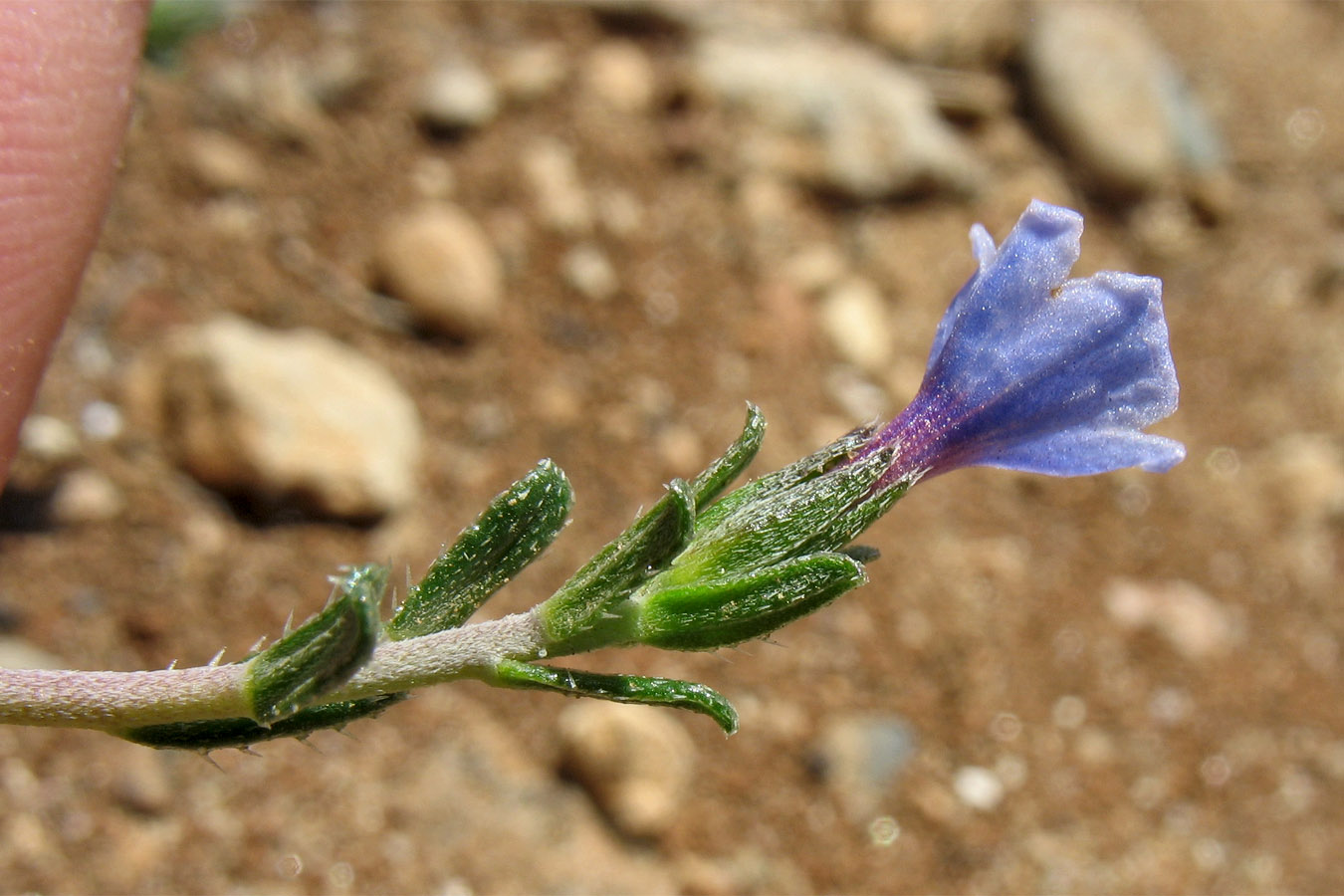 Image of Lithodora hispidula specimen.