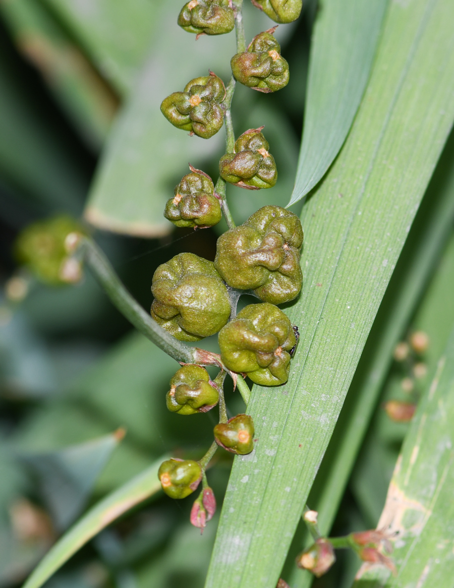 Image of Crocosmia &times; crocosmiiflora specimen.