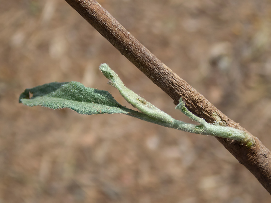 Изображение особи Solanum elaeagnifolium.