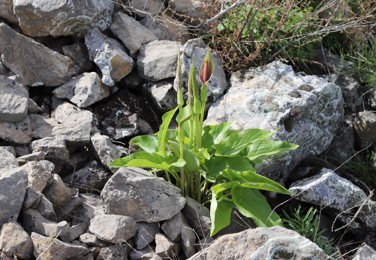 Image of Arum korolkowii specimen.