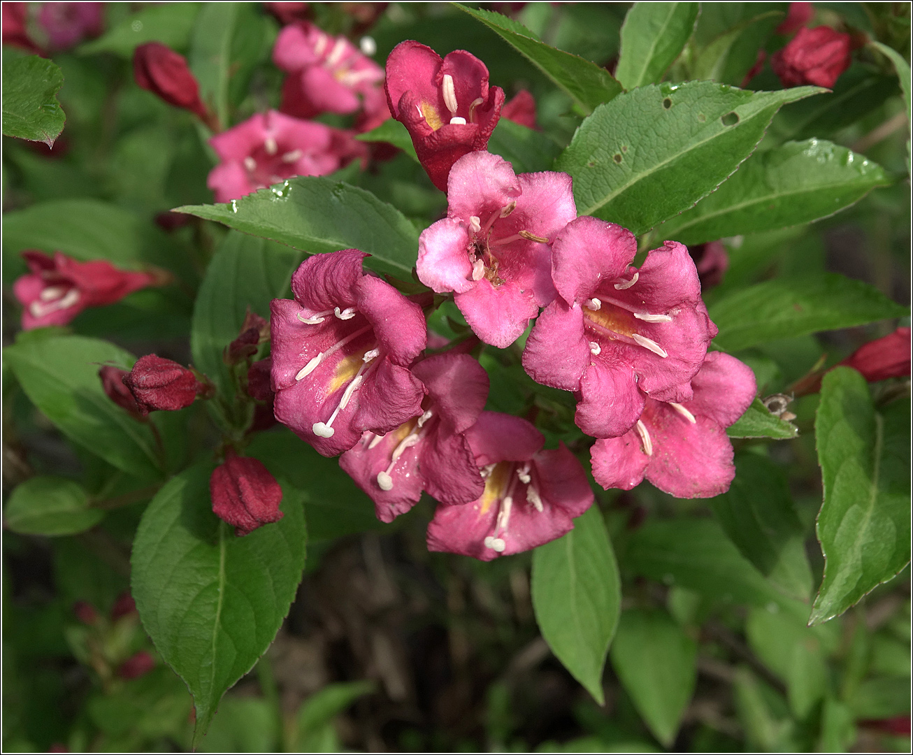 Image of Weigela hybrida specimen.