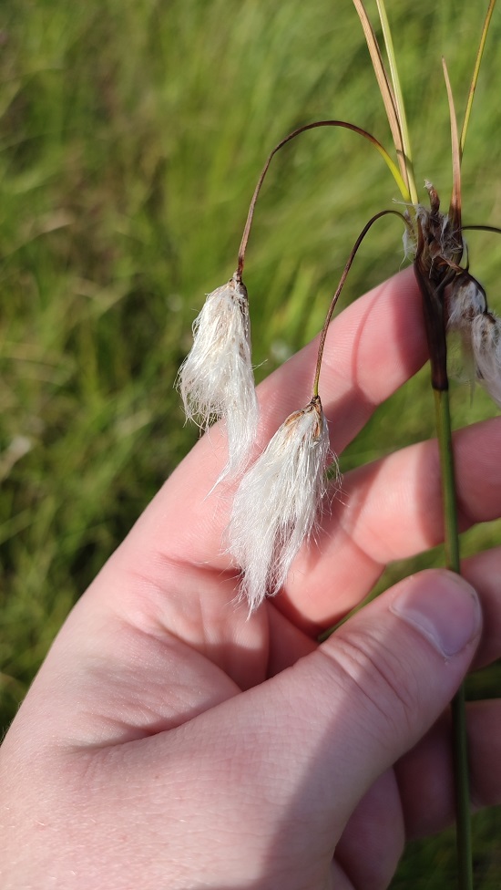 Image of genus Eriophorum specimen.