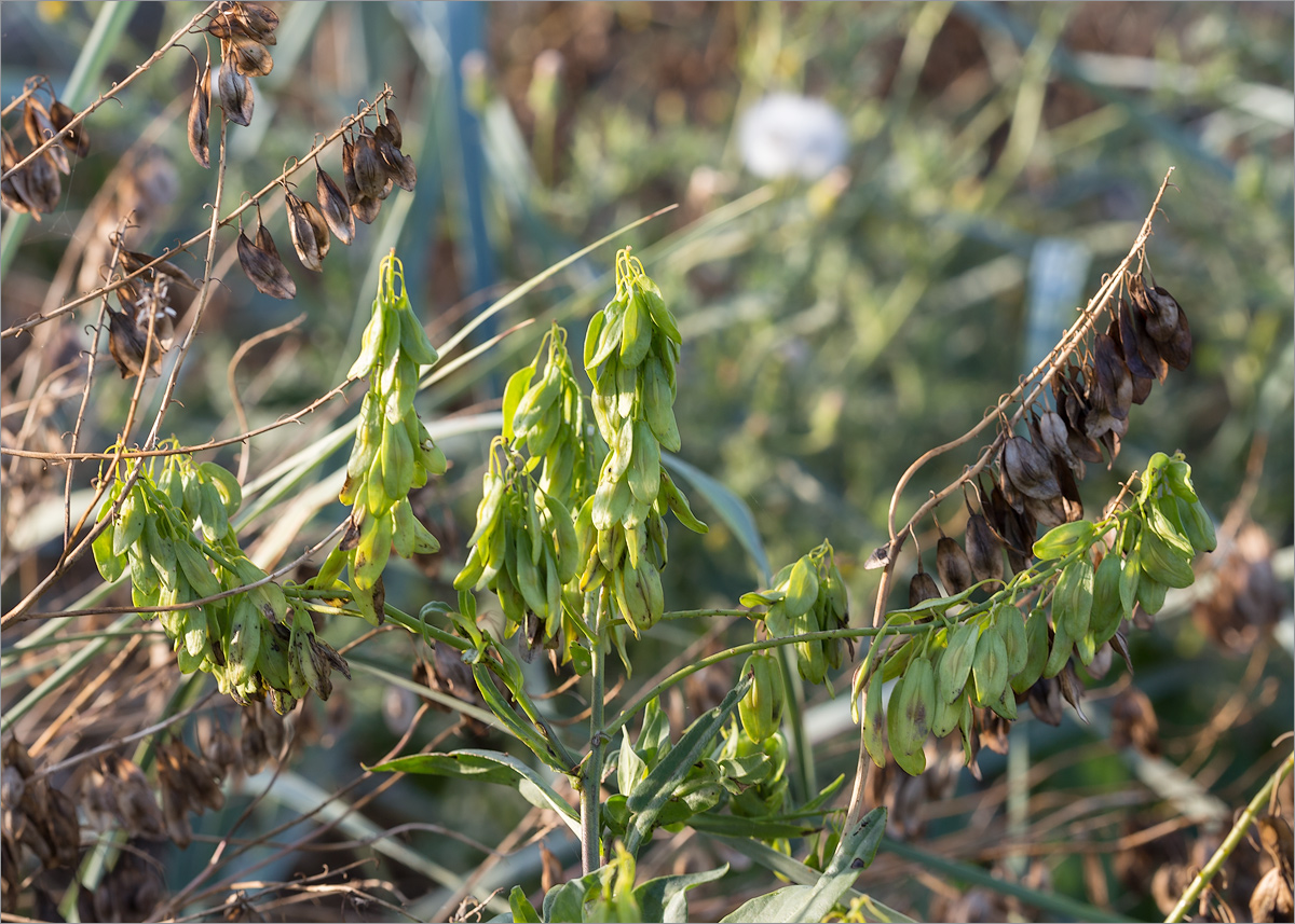 Image of Isatis tinctoria specimen.