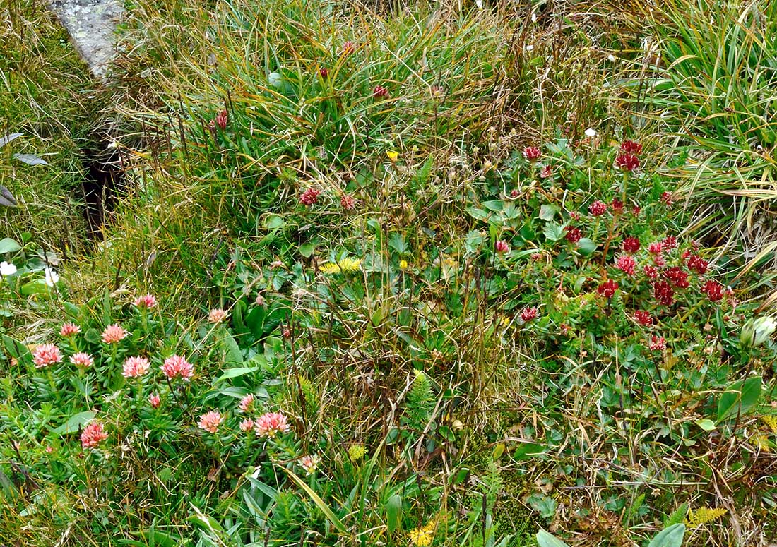 Изображение особи Rhodiola algida.